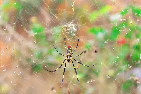 a spider on a web