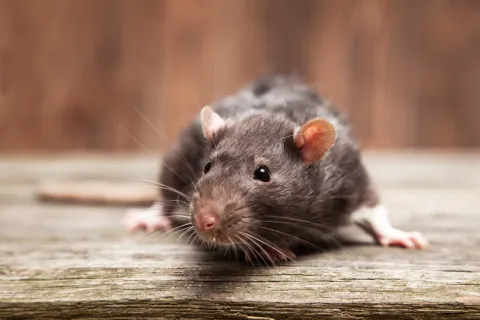 Close-up of a black and white rat on wooden surface with blurred brown background