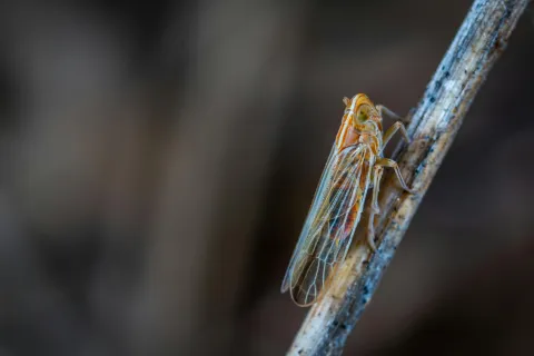 a lizard on a branch
