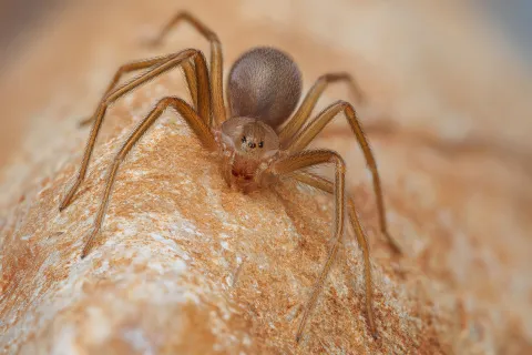 Close-up of a brown spider with long legs on a textured surface, showcasing intricate details.