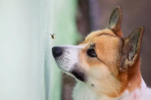 a bee flying over a dog