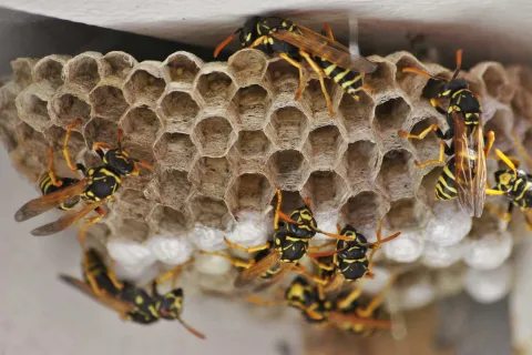 a group of bees on a wood surface