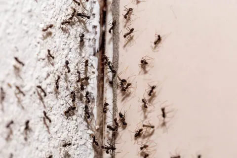 a group of ants