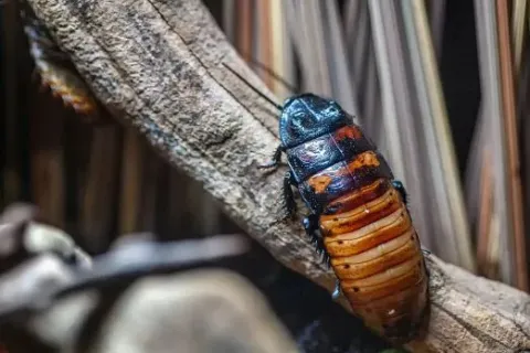 Close-up of a colorful Madagascar hissing cockroach crawling on a textured branch in natural habitat.