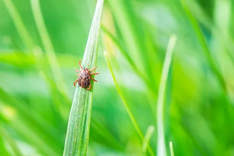 a tick on a plant