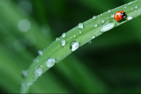 a ladybug on a leaf