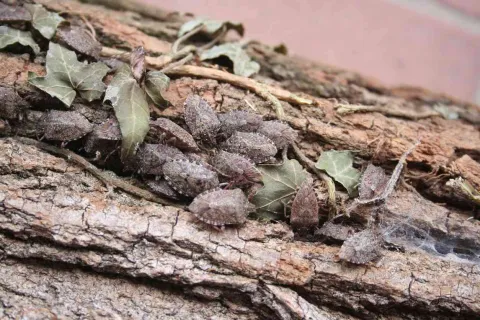 a group of stink bugs