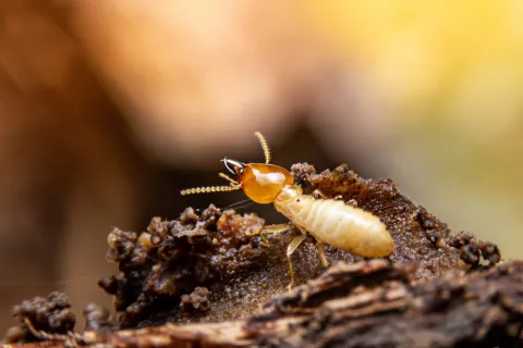 Close-up of a termite with a reddish head on decaying wood under warm natural light.