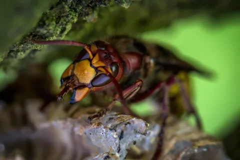 Close-up of a hornet perched on a nest with detailed view of its yellow and brown body and antennae.