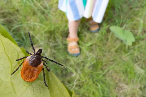a tick on a leaf