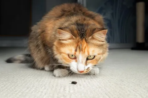 a cat hunting a fly on a carpet