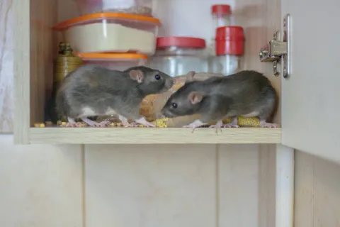 a group of rodents on a shelf