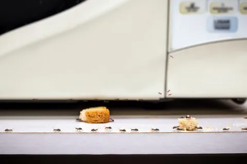 ants with food