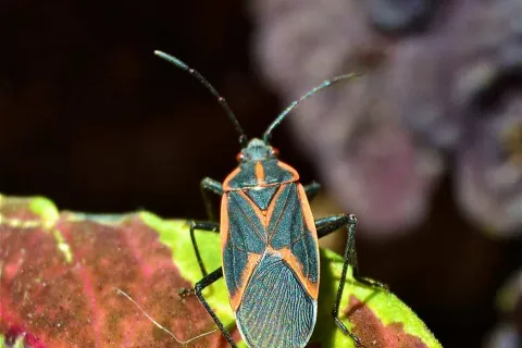 a boxelder bug on a leaf