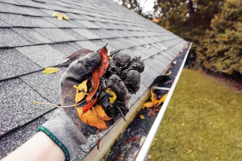 Dirty gutters lead to pest problems down the road.
