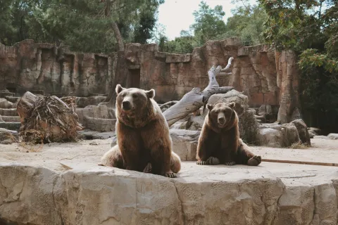 a couple of bears sit on a rock