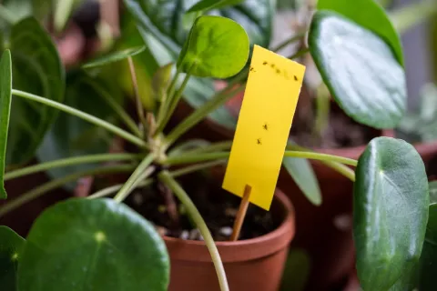 a plant with a yellow and green leaf