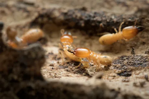 a group of ants on the ground