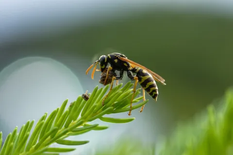 a bee on a leaf