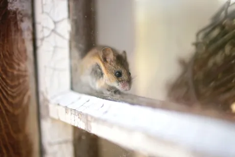 a mouse on a ledge