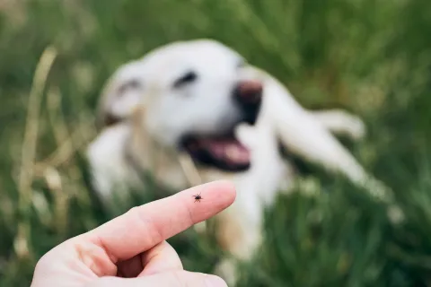 a hand holding a small white dog