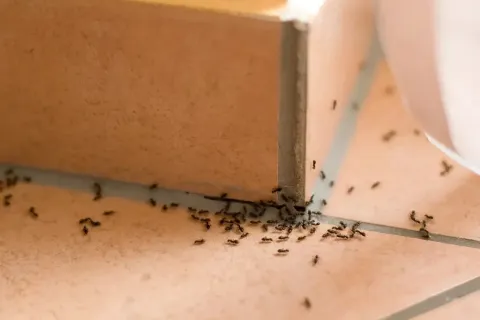 a group of ants on a wall