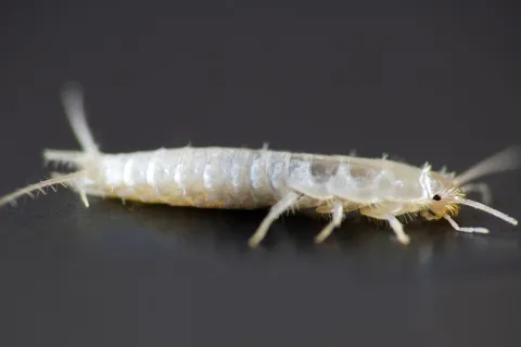 a white insect with wings