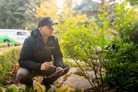 Technician surveying and inspecting foliage for signs of box elder bugs.