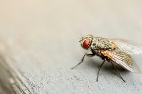a close up of a fly