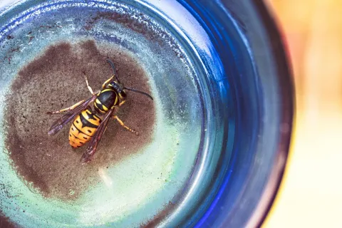 a bee on a blue object