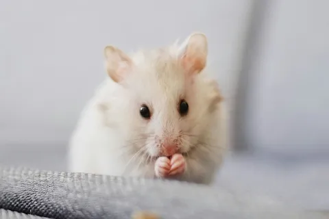 a rodent eating food