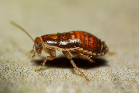 Close-up of a small brown and orange bed bug with segmented body and long antennae on a textured surface