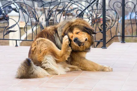 a dog lying on its back