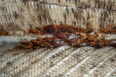 Close-up of bedbugs clustered on fabric folds of a mattress or cushioned surface showing infestation detail.