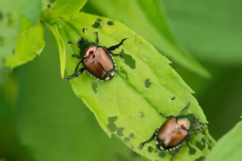 a bug on a leaf