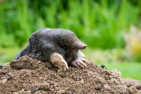 a small animal on the ground