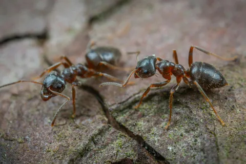 a group of ants on a rock