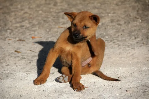 a dog sitting on the ground
