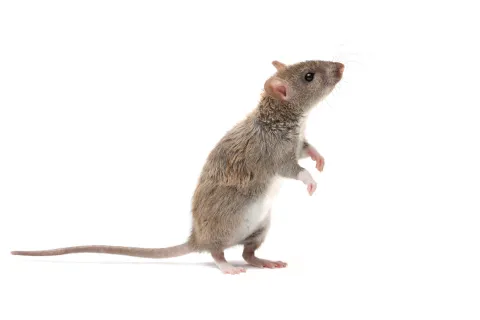 Gray rat standing on its hind legs looking upward on a white background