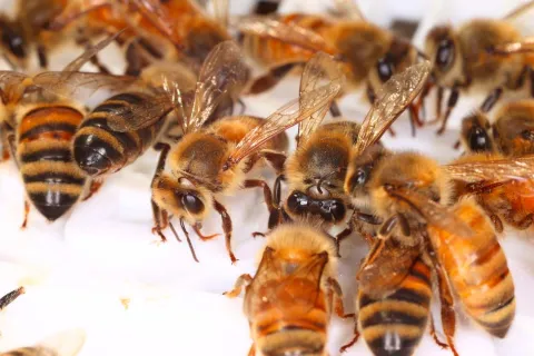 a group of bees