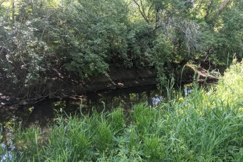 a small river in a forest