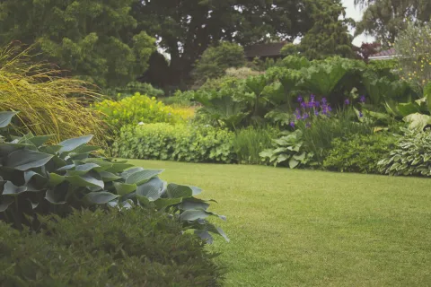 a garden with plants and flowers