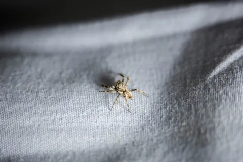 Small brown and white spider on textured gray fabric surface with soft lighting and shadows.