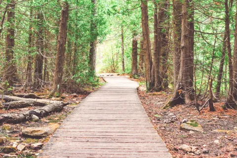 a wooden walkway through a forest