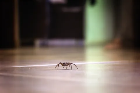 a small insect on a surface