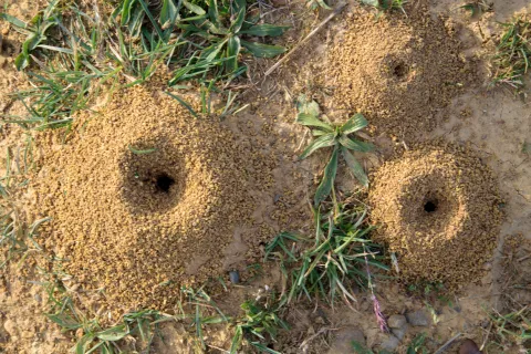 a plant growing in the ground