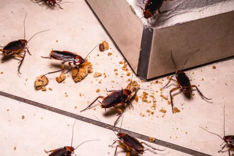 a group of cockroaches eating cookies of the floor