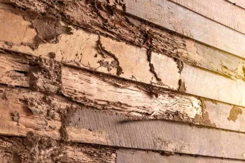 a close up of a wooden wall with termites