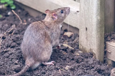 a rodent standing on dirt