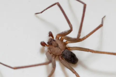 a close up of a spider